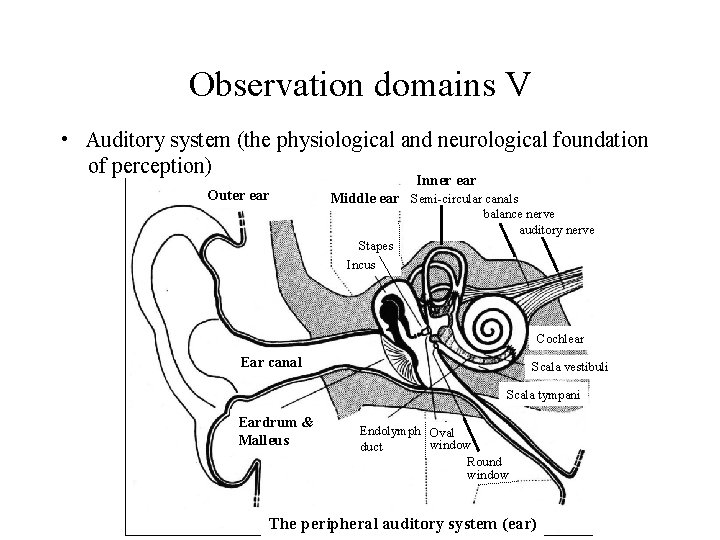 Observation domains V • Auditory system (the physiological and neurological foundation of perception) Outer