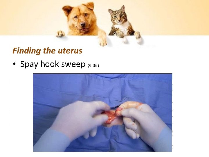 Finding the uterus • Spay hook sweep (0: 36) 