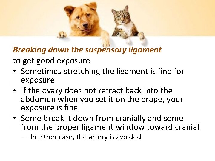 Breaking down the suspensory ligament to get good exposure • Sometimes stretching the ligament