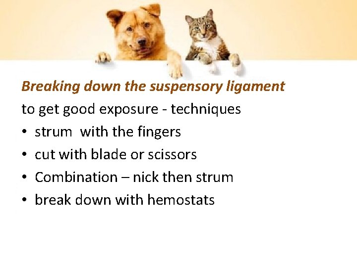 Breaking down the suspensory ligament to get good exposure - techniques • strum with