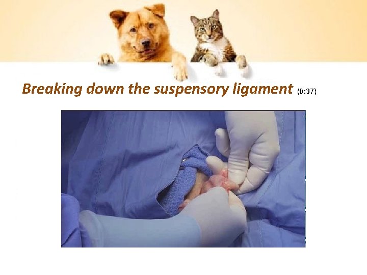 Breaking down the suspensory ligament (0: 37) 