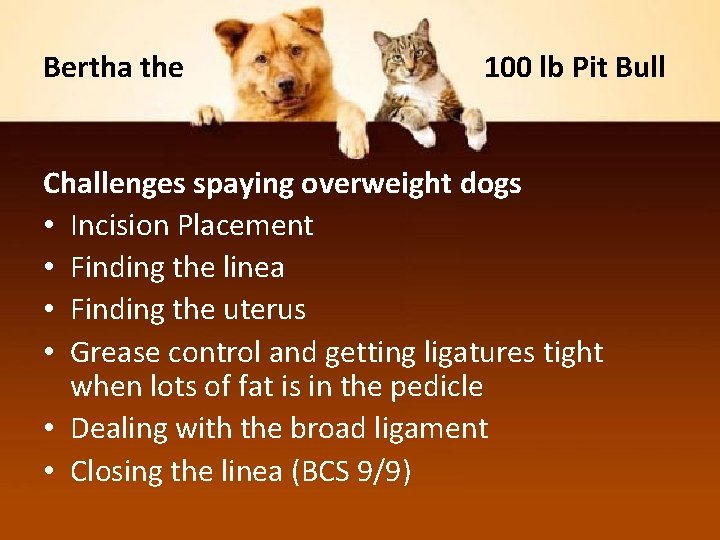 Bertha the 100 lb Pit Bull Challenges spaying overweight dogs • Incision Placement •
