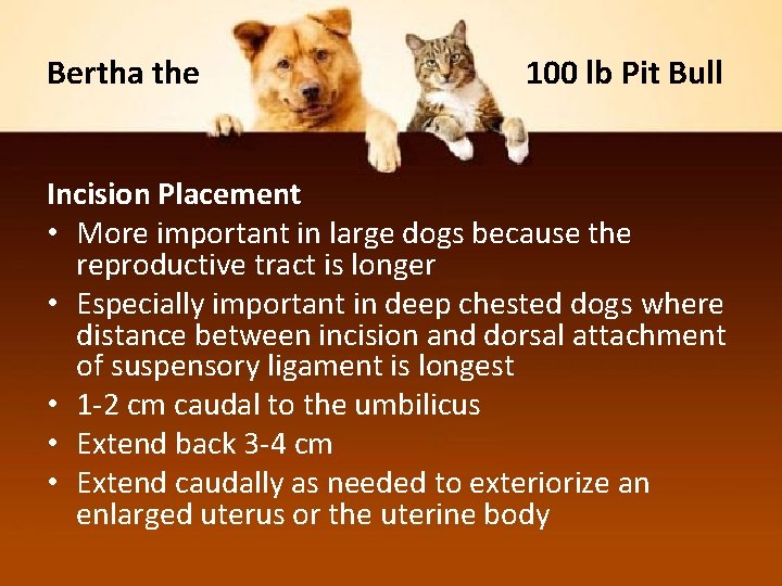 Bertha the 100 lb Pit Bull Incision Placement • More important in large dogs