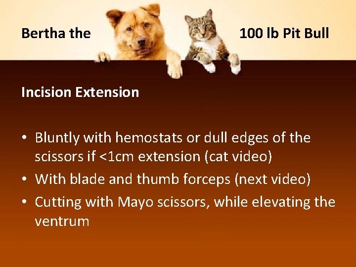 Bertha the 100 lb Pit Bull Incision Extension • Bluntly with hemostats or dull