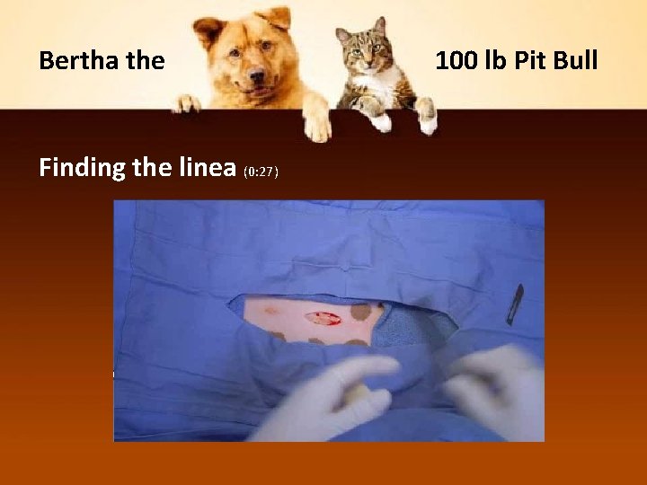 Bertha the Finding the linea (0: 27) 100 lb Pit Bull 