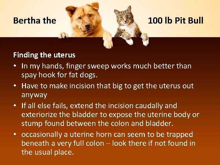 Bertha the 100 lb Pit Bull Finding the uterus • In my hands, finger