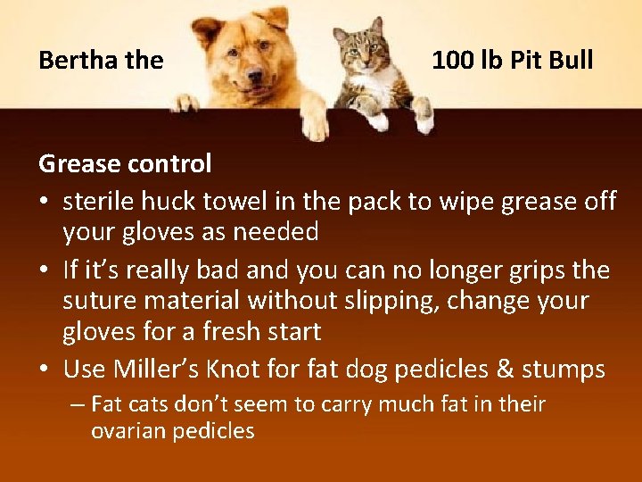 Bertha the 100 lb Pit Bull Grease control • sterile huck towel in the