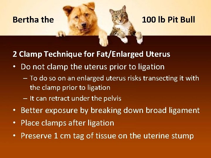 Bertha the 100 lb Pit Bull 2 Clamp Technique for Fat/Enlarged Uterus • Do