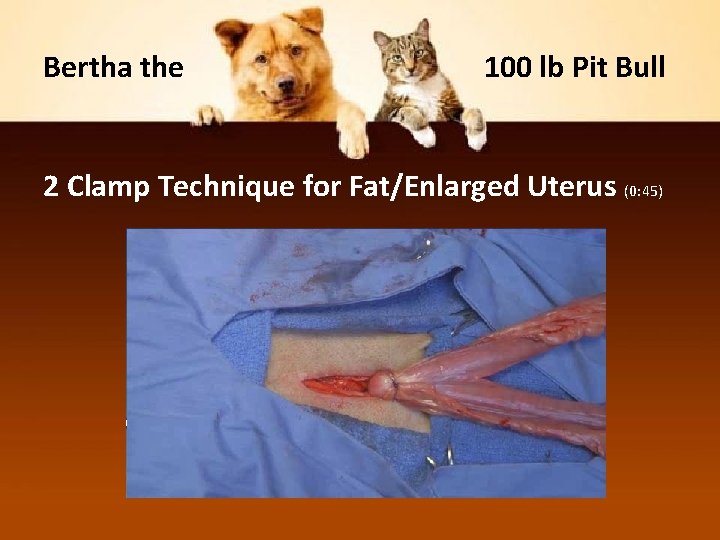 Bertha the 100 lb Pit Bull 2 Clamp Technique for Fat/Enlarged Uterus (0: 45)