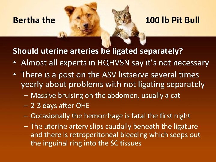 Bertha the 100 lb Pit Bull Should uterine arteries be ligated separately? • Almost