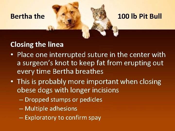 Bertha the 100 lb Pit Bull Closing the linea • Place one interrupted suture