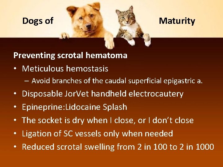 Dogs of Maturity Preventing scrotal hematoma • Meticulous hemostasis – Avoid branches of the