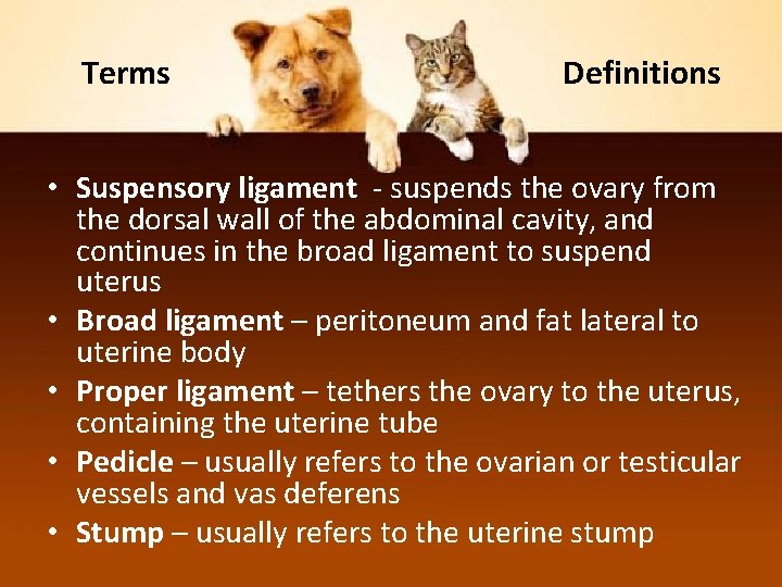 Terms Definitions • Suspensory ligament - suspends the ovary from the dorsal wall of
