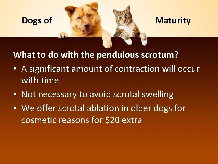 Dogs of Maturity What to do with the pendulous scrotum? • A significant amount