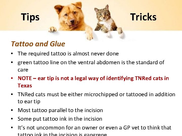 Tips Tricks Tattoo and Glue • The required tattoo is almost never done •