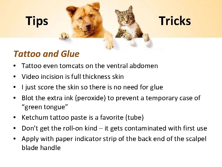 Tips Tricks Tattoo and Glue Tattoo even tomcats on the ventral abdomen Video incision