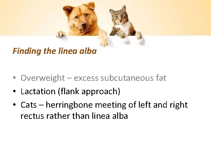 Finding the linea alba • Overweight – excess subcutaneous fat • Lactation (flank approach)