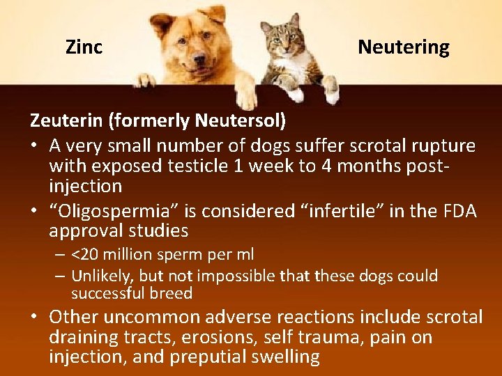 Zinc Neutering Zeuterin (formerly Neutersol) • A very small number of dogs suffer scrotal