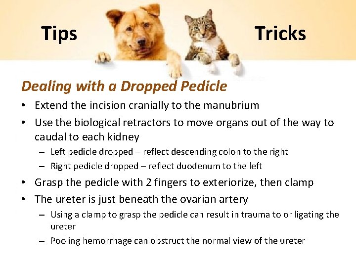Tips Tricks Dealing with a Dropped Pedicle • Extend the incision cranially to the