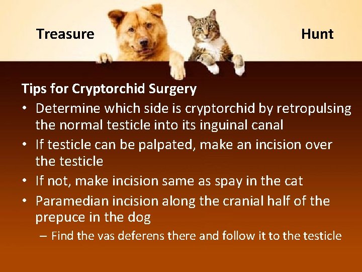Treasure Hunt Tips for Cryptorchid Surgery • Determine which side is cryptorchid by retropulsing