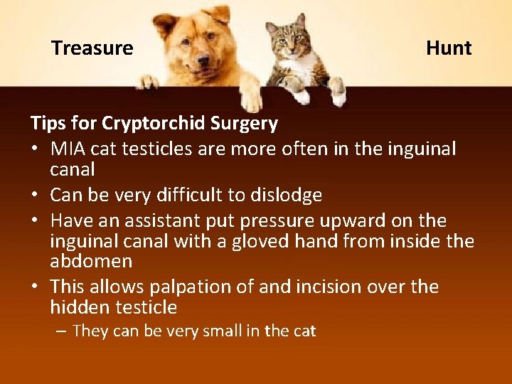 Treasure Hunt Tips for Cryptorchid Surgery • MIA cat testicles are more often in