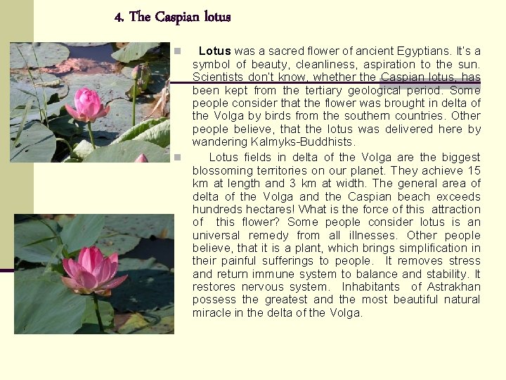 4. The Caspian lotus Lotus was a sacred flower of ancient Egyptians. It’s a