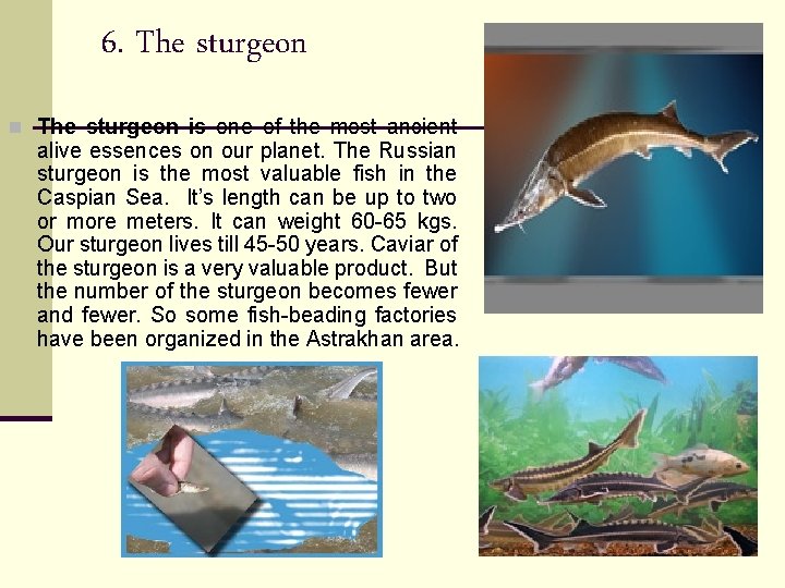 6. The sturgeon n The sturgeon is one of the most ancient alive essences