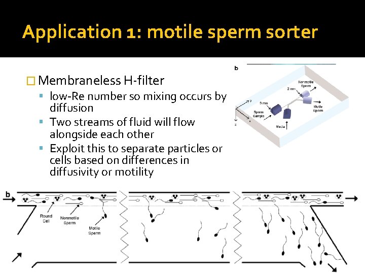 Application 1: motile sperm sorter � Membraneless H-filter low-Re number so mixing occurs by