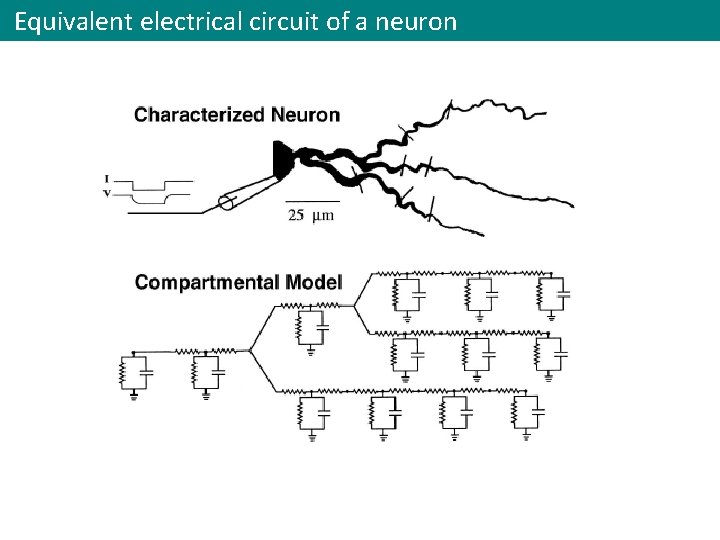 Equivalent electrical circuit of a neuron v v 