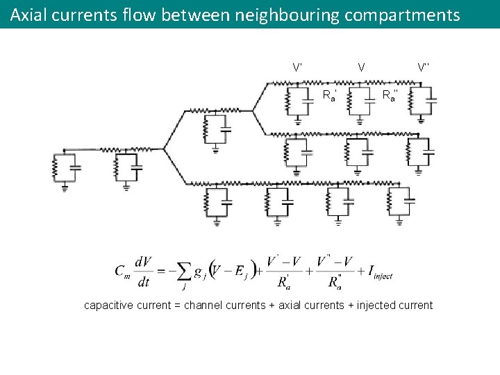 Axial currents flow between neighbouring compartments V’ v V R a’ V’’ Ra’’ capacitive