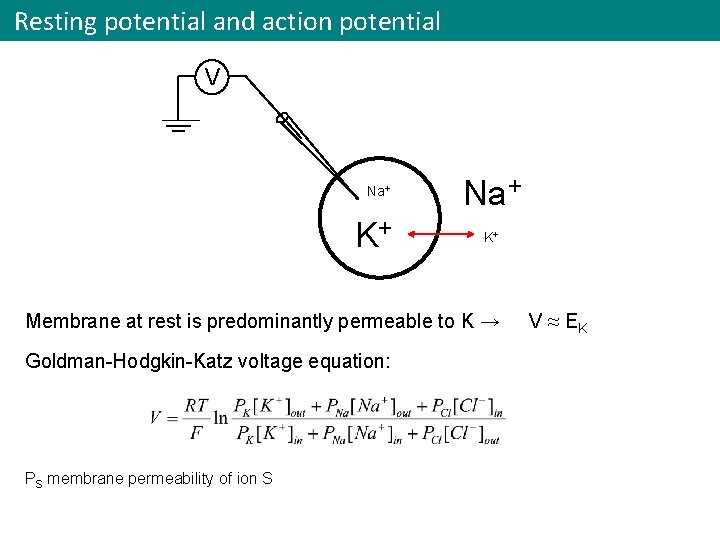 Resting potential and action potential V Na+ K+ Membrane at rest is predominantly permeable