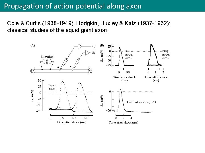 Propagation of action potential along axon Cole & Curtis (1938 -1949), Hodgkin, Huxley &