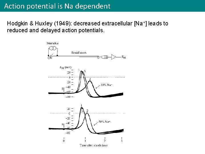 Action potential is Na dependent Hodgkin & Huxley (1949): decreased extracellular [Na+] leads to