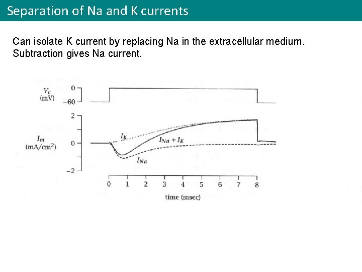 Separation of Na and K currents Can isolate K current by replacing Na in