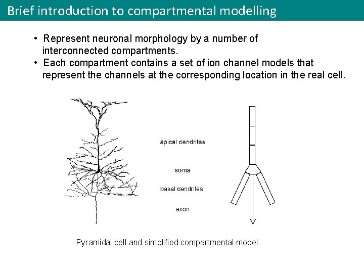 Brief introduction to compartmental modelling • Represent neuronal morphology by a number of interconnected