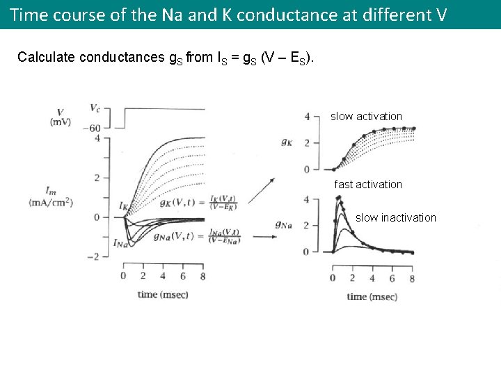 Time course of the Na and K conductance at different V Calculate conductances g.