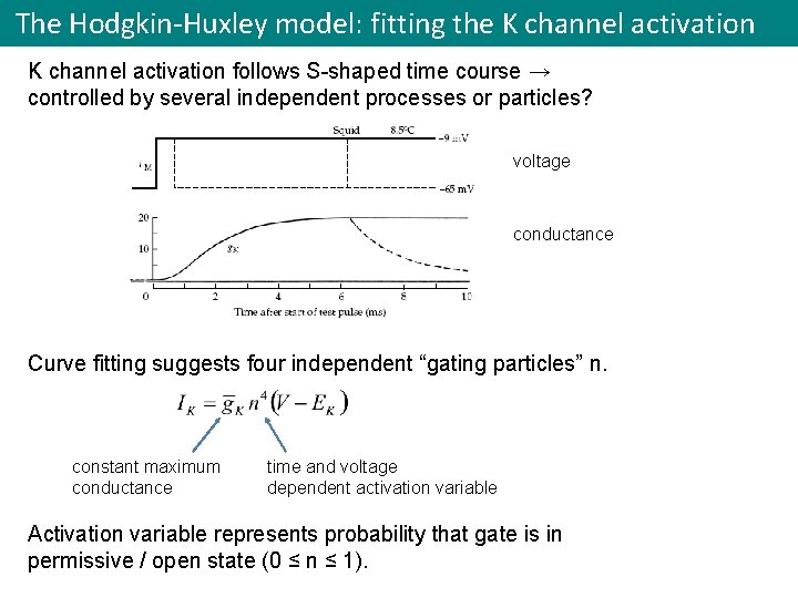 The Hodgkin-Huxley model: fitting the K channel activation follows S-shaped time course → controlled