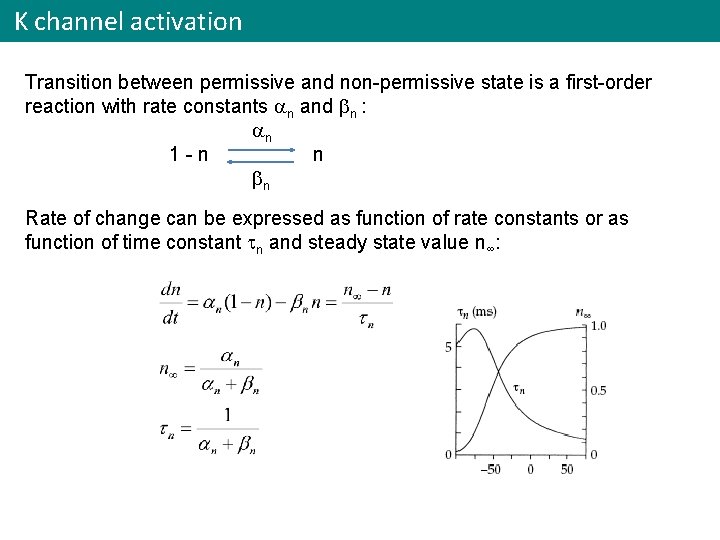 K channel activation Transition between permissive and non-permissive state is a first-order reaction with