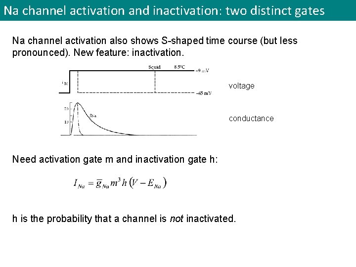 Na channel activation and inactivation: two distinct gates Na channel activation also shows S-shaped