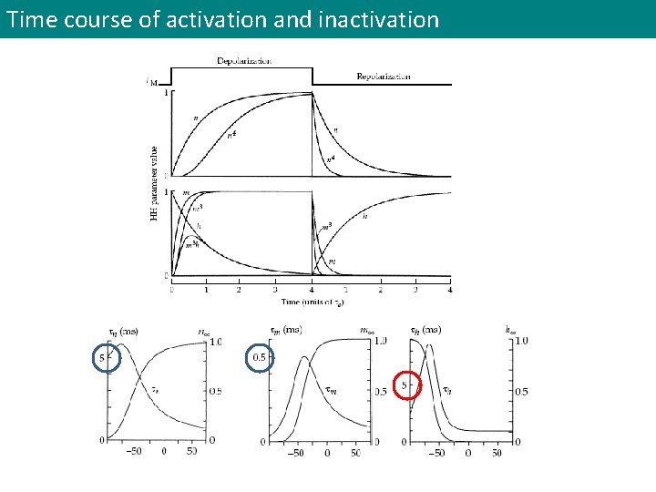 Time course of activation and inactivation 