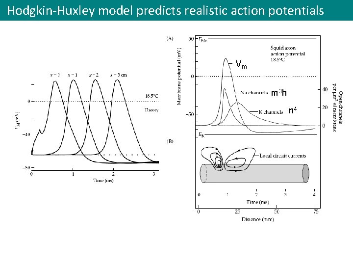 Hodgkin-Huxley model predicts realistic action potentials Vm m 3 h n 4 