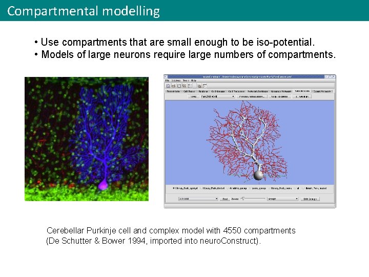 Compartmental modelling • Use compartments that are small enough to be iso-potential. • Models