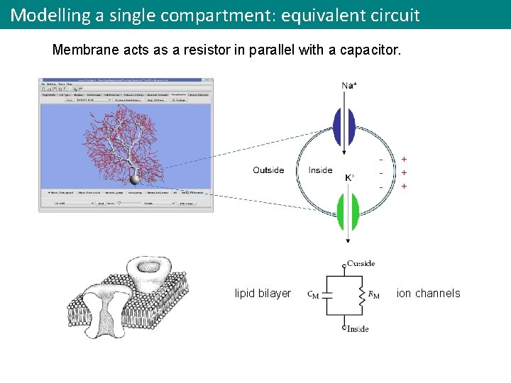 Modelling a single compartment: equivalent circuit Membrane acts as a resistor in parallel with