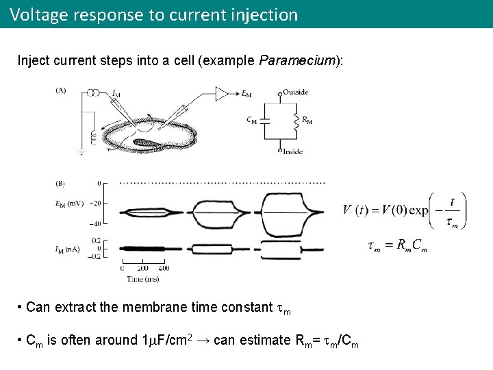 Voltage response to current injection Inject current steps into a cell (example Paramecium): •