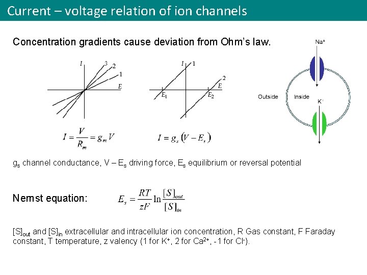 Current – voltage relation of ion channels Concentration gradients cause deviation from Ohm’s law.