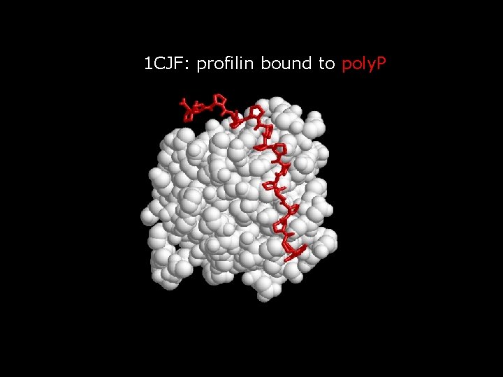 1 CJF: profilin bound to poly. P 