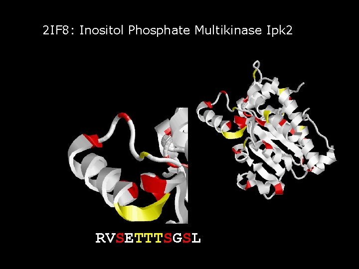2 IF 8: Inositol Phosphate Multikinase Ipk 2 RVSETTTSGSL 