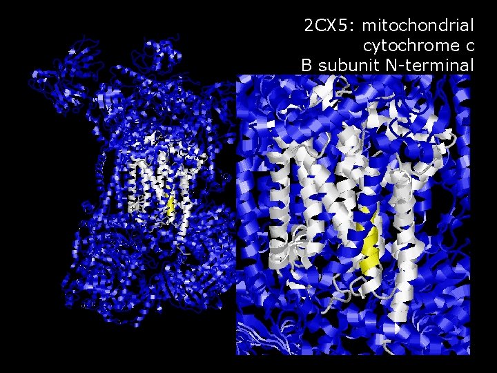 2 CX 5: mitochondrial cytochrome c B subunit N-terminal 