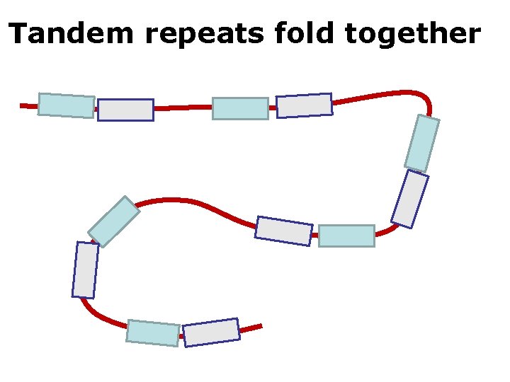 Tandem repeats fold together 