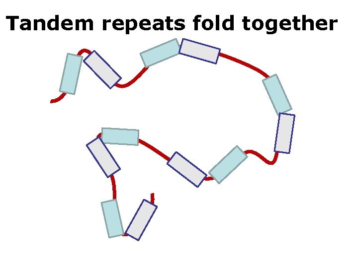 Tandem repeats fold together 